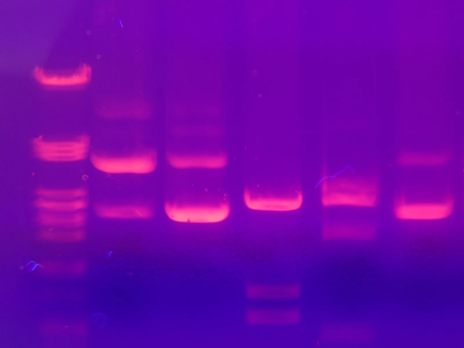 An agarose gel glowing violet under ultraviolet light, with pink DNA bands in lanes