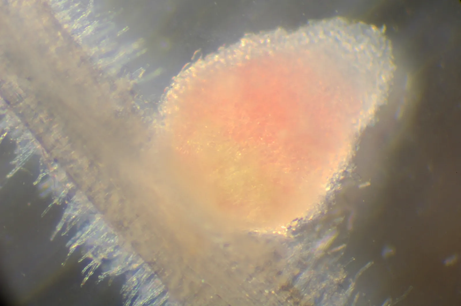 A root nodule cut open under a microscope, its inside a soft pink