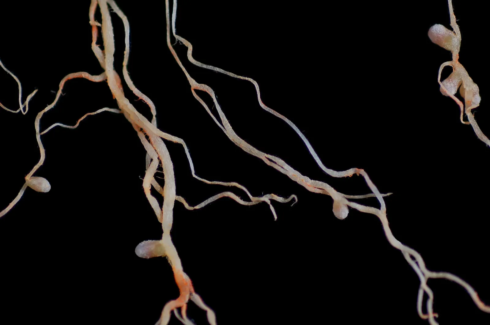 Alfalfa roots on a black background, with pale round nodules along them