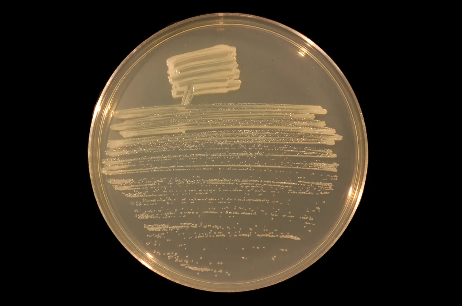 A petri dish on black with pale bacterial colonies streaked across it